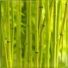 Obraz premium abstract bamboo Glass texture 