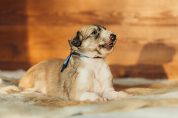 Portrait of lovely and cute russian borzoi dog puppy lying on the bed at sunset