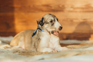 Portrait of lovely and cute russian borzoi dog puppy lying on the bed at sunset