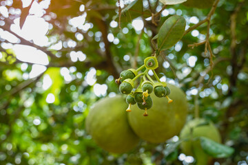 Young pomelo fruit on the tree. It is a fruit with a sour taste or sweet and sour until completely...