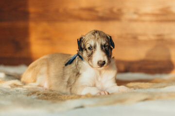 Portrait of lovely and cute russian borzoi dog puppy lying on the bed at sunset