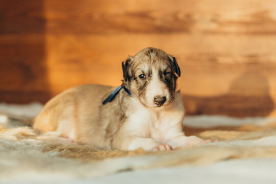 Portrait of lovely and cute russian borzoi dog puppy lying on the bed at sunset