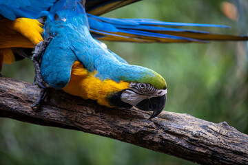 Blue-and-yellow macaw climbing branch of tree with bokeh background