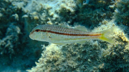 Striped red mullet or surmullet (Mullus surmuletus) undersea, Aegean Sea, Greece, Halkidiki, Pirgos beach
