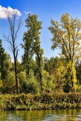 Trees in autumn on the banks of the river Isar in Bavaria.