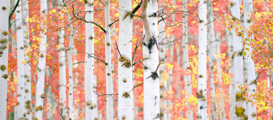 Aspen Tree in Fall Autumn Selective Focus Blurred Background