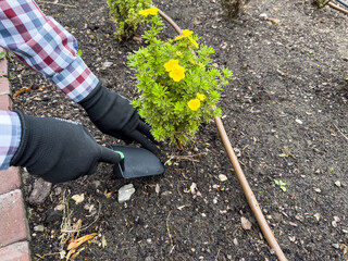 Spring season of outdoor work in garden woman with rake and scoop loosens soil and removes weeds