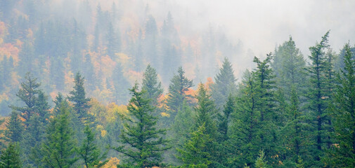 Fall Trees Pine Forest Lush Green Autumn Colors in Misty Fog