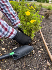 Gardener hands plants a bush with Rake and scoop in spring.