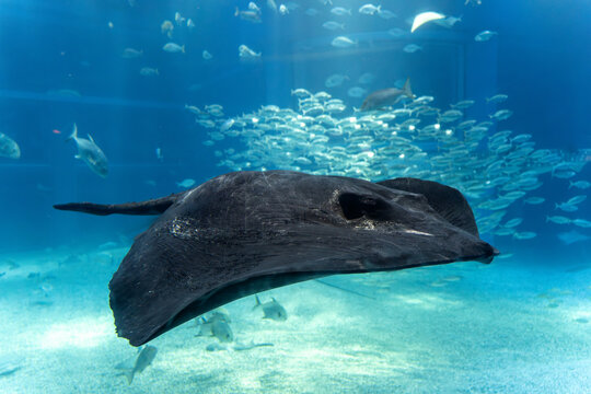 Short-tail stingray(Bathytoshia brevicaudata) swimming with schooling fish in large aquarium