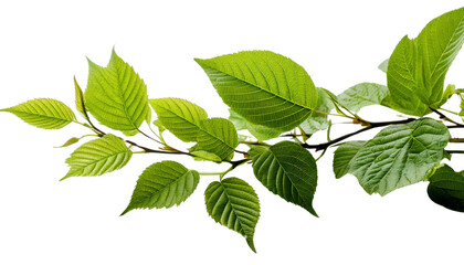 Obraz premium Lush Greenery: Decorative Branch and Leaves on Clear Background