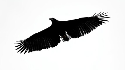 A majestic black eagle with wings spread wide soars against a bright white sky.