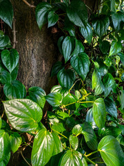 Selective focus. The betel leaf plant is a creeping plant that bears fruit and depends on the tree trunk also on the fence in the yard and has health benefits. Nature wallpaper of betel leaves.
