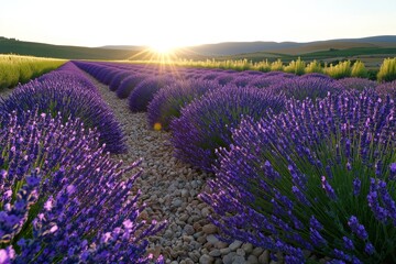 Obraz premium A sweeping panorama of a lavender field in full bloom, with rows of purple stretching out to the horizon, framed by distant hills and a clear sky