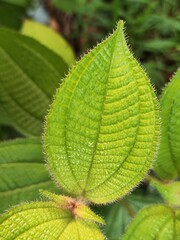 close up of green leaf