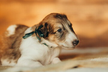 Portrait of lovely and cute russian borzoi dog puppy lying on the bed at sunset