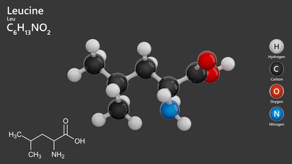 Leucine (C6H13NO2) is an amino acid vital for protein synthesis and muscle repair. It stimulates muscle growth by activating the mTOR pathway, promoting recovery. Gray background. 3d illustration