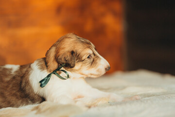Portrait of lovely and cute russian borzoi dog puppy lying on the bed at sunset