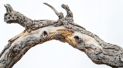 Close-Up View of Gnarled, Weathered Tree Branch with Intricate Textures and Patterns, Light Natural Wood Color with Visible Knots and Twists Against White Background