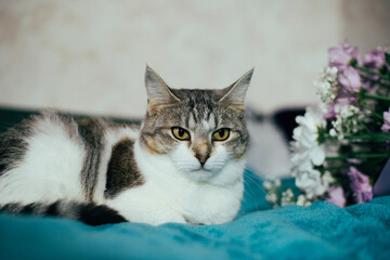 Portrait of a charming cat with a bouquet of pink chrysanthemum flowers. A cute cat on a blue blanket