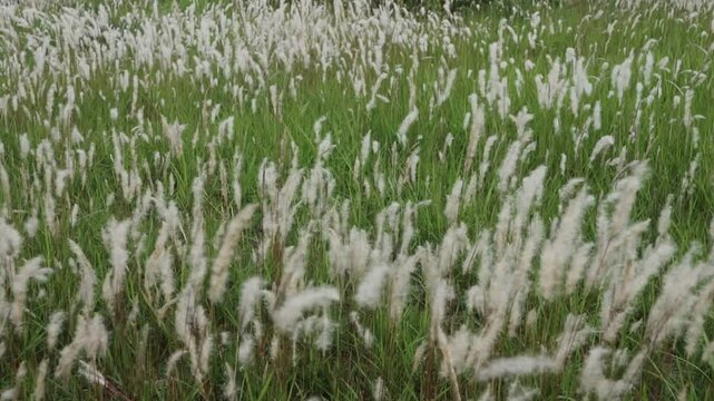 cogon grass or ilalang flowers sway in the wind, nature scene in summer.