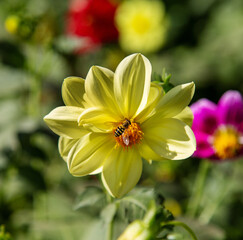 The Cosmea chamomile is yellow with beautiful petals on a green background. Flora plants flowers floristry.
