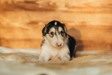 Portrait of lovely and cute russian borzoi dog puppy lying on the bed at sunset