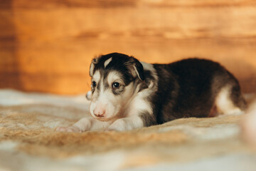 Portrait of lovely and cute russian borzoi dog puppy lying on the bed at sunset