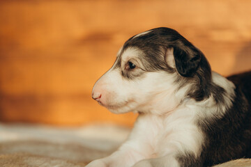 Portrait of lovely and cute russian borzoi dog puppy lying on the bed at sunset