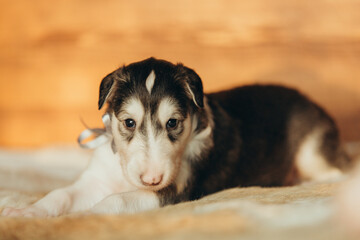 Portrait of lovely and cute russian borzoi dog puppy lying on the bed at sunset