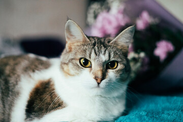 Portrait of a charming cat with a bouquet of pink chrysanthemum flowers. A cute cat on a blue blanket