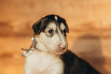 Portrait of lovely and cute russian borzoi dog puppy lying on the bed at sunset