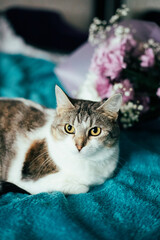 Portrait of a charming cat with a bouquet of pink chrysanthemum flowers. A cute cat on a blue blanket