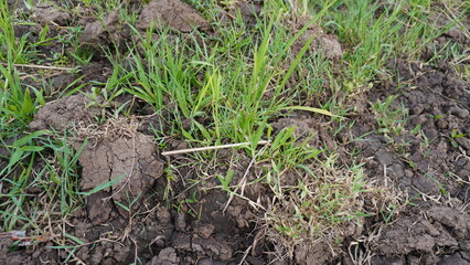 The texture of the rice fields is dry due to the long dry season

