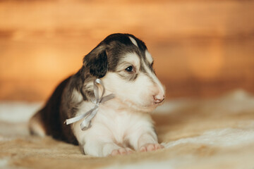 Portrait of lovely and cute russian borzoi dog puppy lying on the bed at sunset