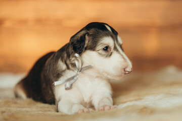Portrait of lovely and cute russian borzoi dog puppy lying on the bed at sunset