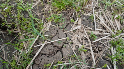 The texture of the rice fields is dry due to the long dry season

