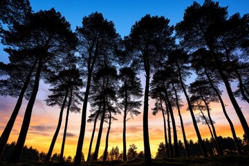Obraz premium Simple silhouette of a European forest at dusk, with tall, slender trees standing against a soft gradient sky, creating a peaceful and magical atmosphere