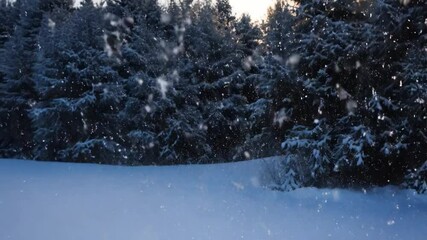 Serene winter landscape with falling snowflakes in dense forest of evergreen trees, capturing beauty and tranquility of snowy day in natures cold embrace.