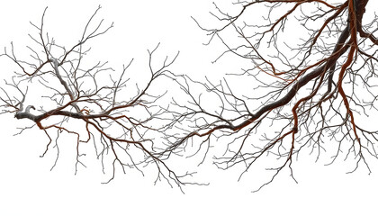 Fototapeta premium Dry tree branches isolated on white background isolated with white highlights, png