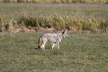 Photograph of a coyote in the wild