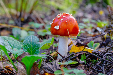 red fly agaric in the autumn forest close-up
