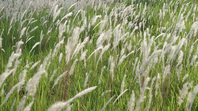 cogon grass or ilalang flowers sway in the wind, nature scene in summer.