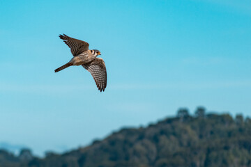 American kestrel (Falco sparverius)