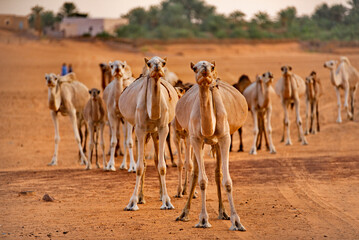 West Africa. Mauritania. A herd of one-humped camels in the rays of the sun moves across the sands...