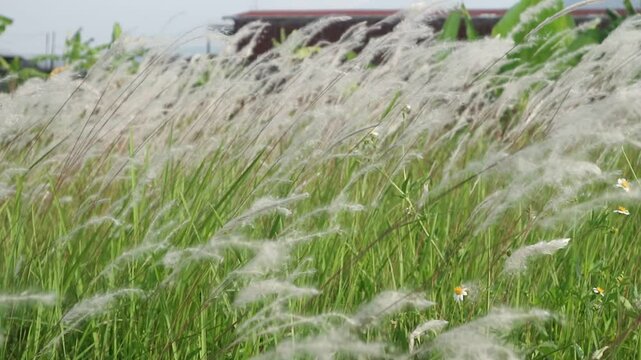 cogon grass or ilalang flowers sway in the wind, nature scene in summer.