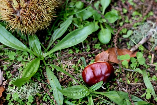 Casta&ntilde;a reci&eacute;n ca&iacute;da del &aacute;rbol con su erizo al lado sobre suelo de hierba. 