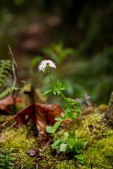 Close up of flowers, roses and trees in nature and landscape during daytime 