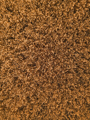 Sunlit wheat field with golden ears of grain