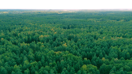 Aerial shot of lush green and yellow trees